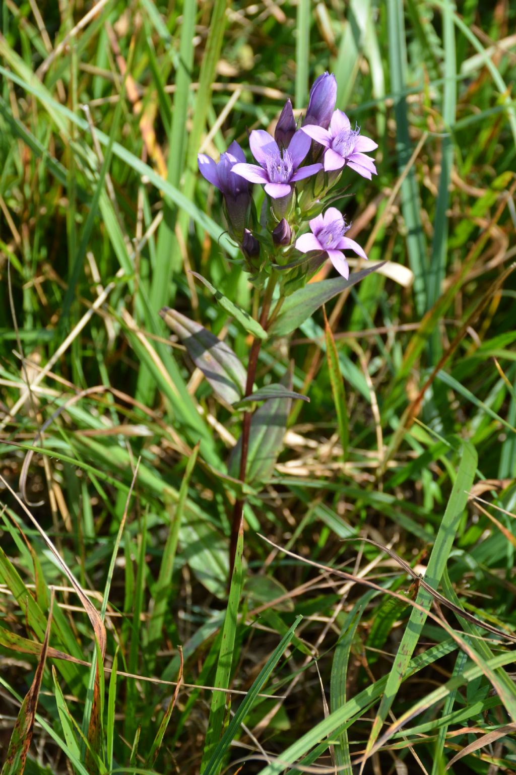 Gentianella da identificare